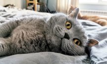 Котаракът Румен и „Барба Ганьос“ в дългия списък за наградите на „Перото“