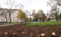 Столицата ще спести от средствата за летни цветя