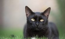Черна котка спаси жена от сигурна смърт