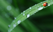 Става ли за пиене дъждовната вода?