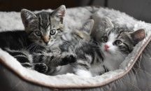 Две домашни котки в Ню Йорк са с коронавирус