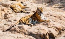 Още лъвове и тигри в зоопарка в Ню Йорк са с коронавирус