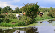Наказват мандра, многократно замърсявала река Черна