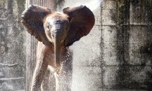 Има зоопарк, където можете да погалите всяко животно