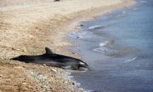 Морето край Варна изхвърля трупове на делфини
