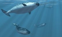 Нарвал – морският еднорог