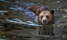 Топлото време събуди мечетата в Белица