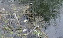 Две реки потекоха в черен цвят в района на Старосел