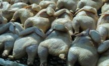 Унищожават още 20 тона птиче месо, замърсено със салмонела