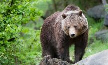 Избраха най-дебелата мечка преди зимния сън