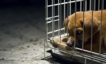 Двама перничани са арестувани по подозрение за насилие над животни