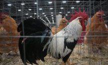 В Русия първи случай на заразаване на хора с нов тип птичи грип