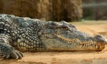 Крокодил заживя с монаси и стана вегетарианец