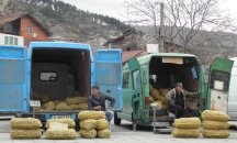 Картофопроизводителите получиха близо 1,8 млн. лева за борба с телените червеи