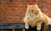 Почина най-старият котарак в света