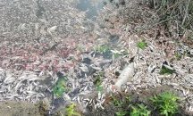 Огромно количество умряла риба изплува по бреговете на Янтра