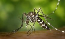 Генетици превръщат женски комари в нехапещи мъжки