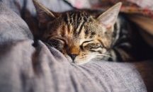 Бременна котка се настани в родилно отделение в Турция