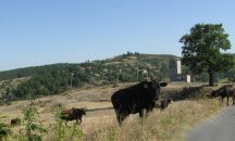 Кризисен щаб след мъртви крави край Марица, спряха водата на 5 села