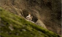 За пръв път от 13 години нова двойка египетски лешояди гнезди в Северна България