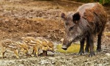 Диво прасе открадна лаптопа на нудист