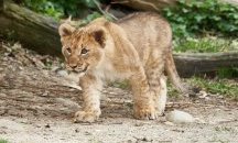 Зоопарк в Китай представя куче за лъв