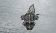 Заради незаконен внос: Унищожават чанта от алигатор, струваща 19 000 долара