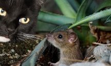 Играта на котка и мишка, в която котката бие наред, а плъхове хвърлят бомби