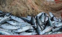 Морето край Царево ври от паламуд