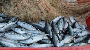 Морето край Царево ври от паламуд