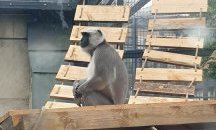 Маймуните в столичния зоопарк вече си имат нови клетки