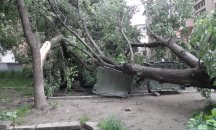 Дърво падна върху дете в пловдивски парк