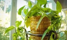 Стайните растения, които пречистват въздуха