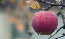 Ябълка отпреди 4000 години откриха археолози във Виена