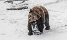Животните от софийския зоопарк се радват на първия сняг