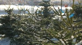 Елхите тази година – на цени от 3 до 50 лв.