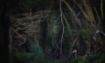 Кои са победителите във фотоконкурса Nature Photographer of the Year 2020