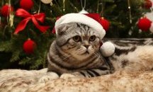 Работник спаси котка от боклука секунди преди да стане твърде късно