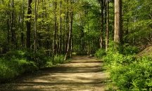 Сливен се включи в кампанията „Засаждаме бъдеще“ на Гората.бг