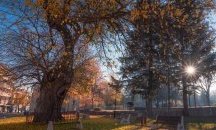 Черница, която помни Вазов и Караджата, стана „Дърво с корен" за 2020 г.