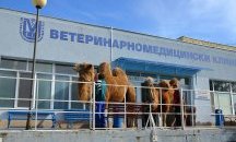 Отстраниха тумор от камила в Стара Загора
