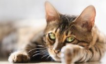 Котка спаси семейство от смърт при пожар в Босилеград