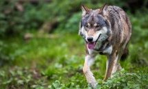 Вълчица надхитри пазача си и избяга от зоопарка в Хасково