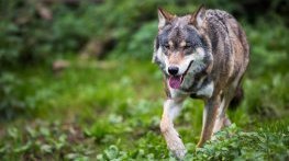 Вълчица надхитри пазача си и избяга от зоопарка в Хасково