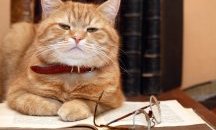 Котарак е кандидат за кмет в Германия