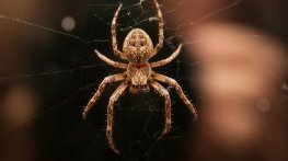 Отровни паяци затвориха университетска библиотека в Мичиган