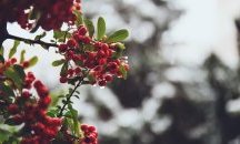 Дъжд ще се примесва със сняг, на североизток поледици