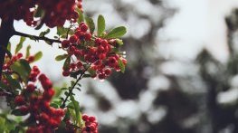 Облачна събота, на места ще вали