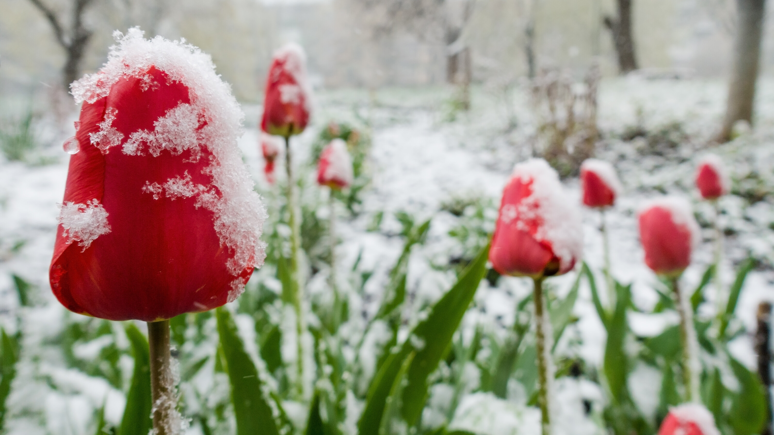 Акция красный тюльпан на снегу