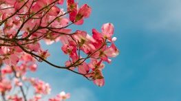 Слънчева неделя с високи температури